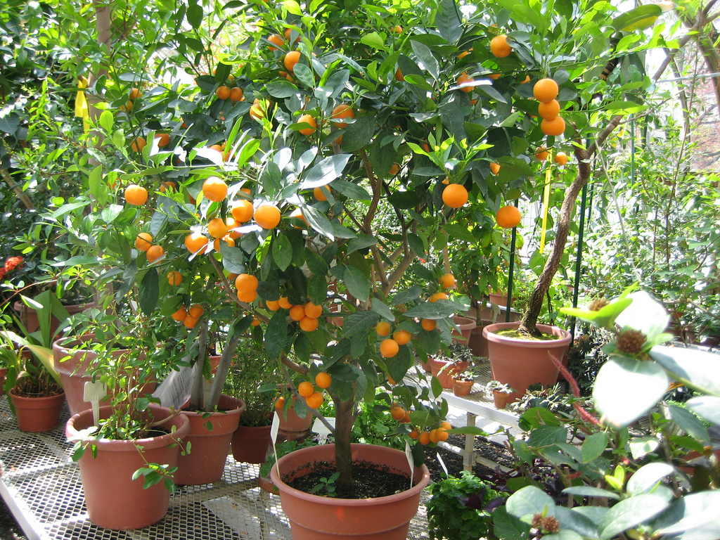 Musk lime